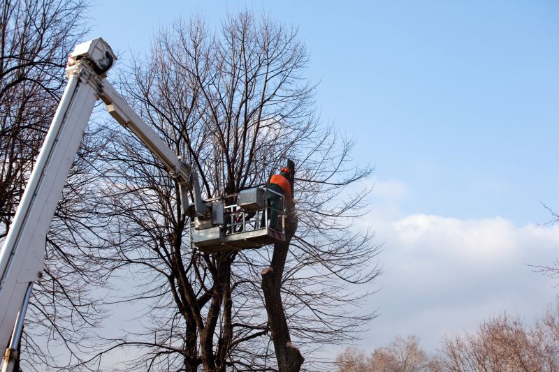 Tree Lopping Service