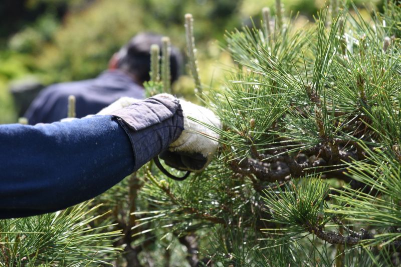 Tree Pruning in Pottstown, PA