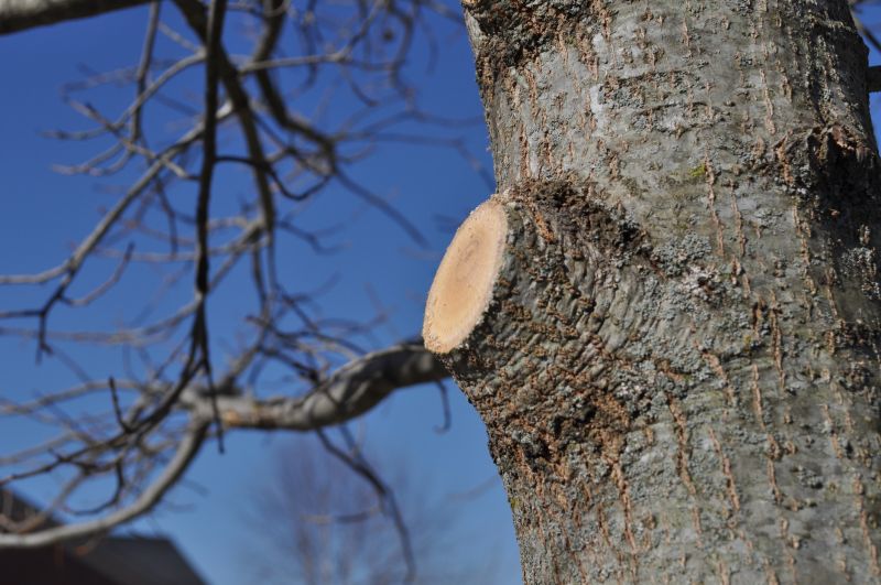 Tree Pruning in San Jose, CA