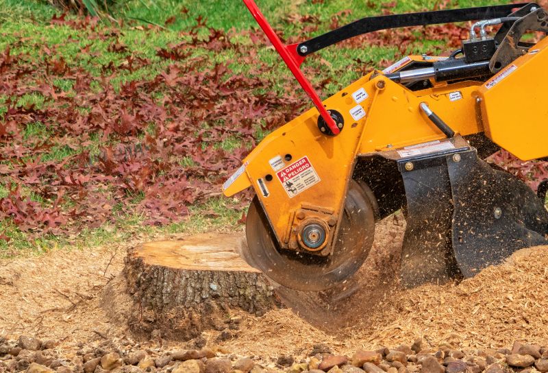 Tree Root Grinding in Aiken, SC