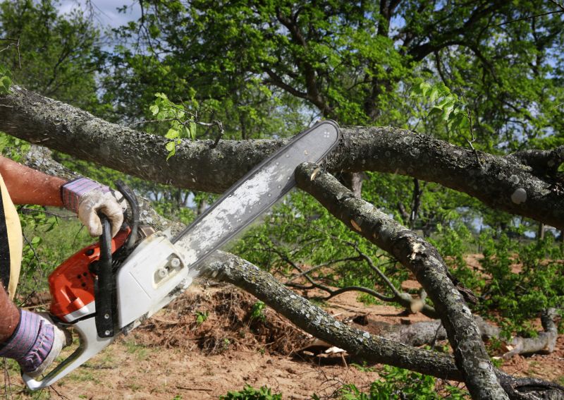 Tree Service in San Jose, CA