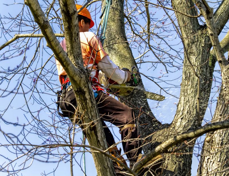 Tree Trimming Service